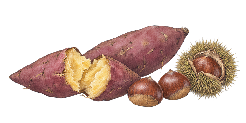 A drawing of a sweet potato and chestnuts