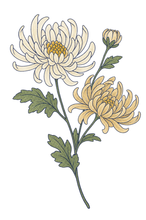 A drawing of white and pale yellow chrysanthemums
