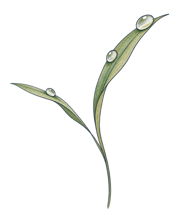 A drawing of a blade of grass with dew on it