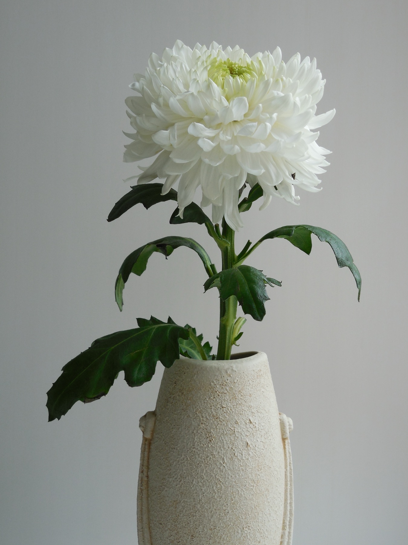 A single white chrysanthemum in a vase