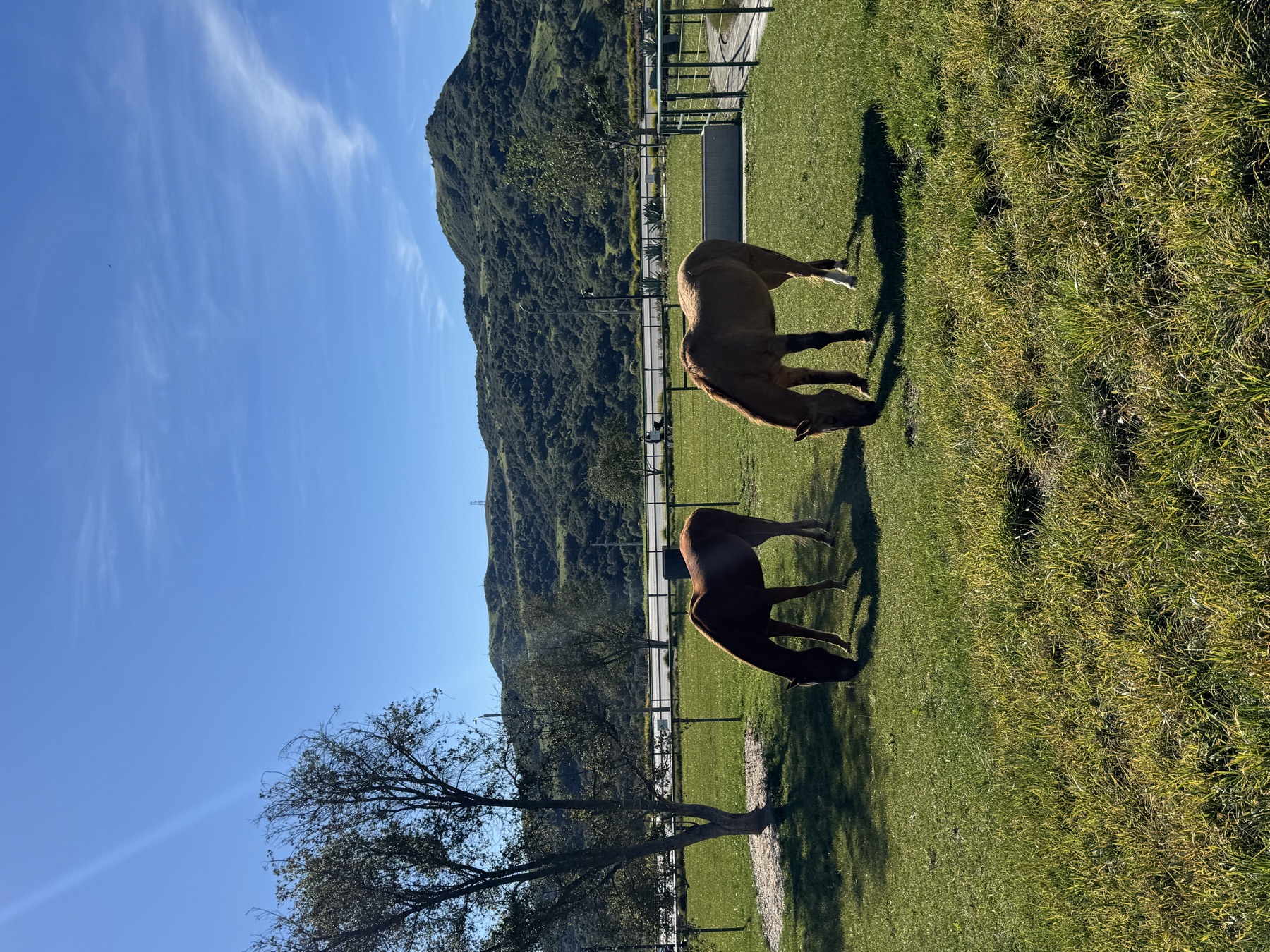 Two horses grazing under a fall sky