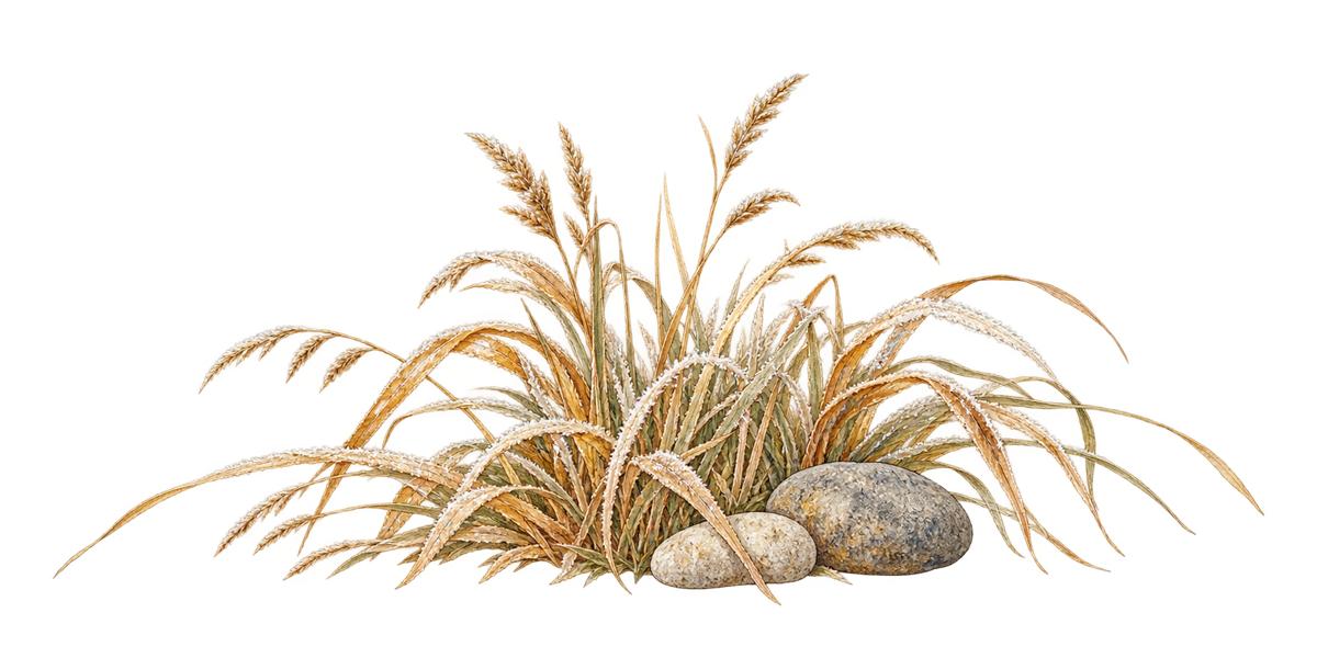 霜の朝の草の絵